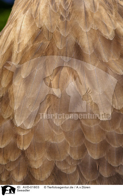 Seeadler / AVD-01803