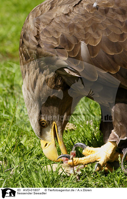 fressender Seeadler / eating white-tailed sea eagle / AVD-01807