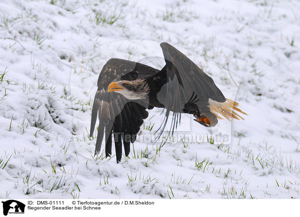 fliegender Seeadler bei Schnee / flying sea eagle at snow / DMS-01111