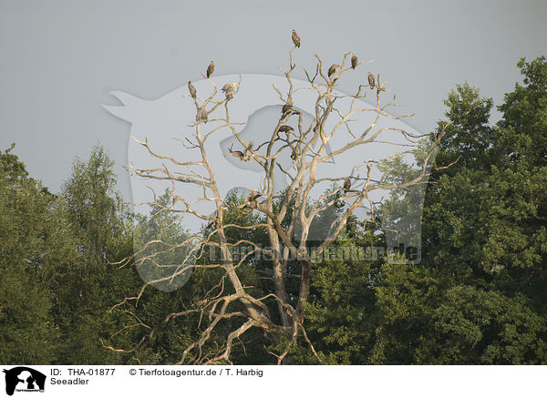 Seeadler / white-tailed eagle / THA-01877