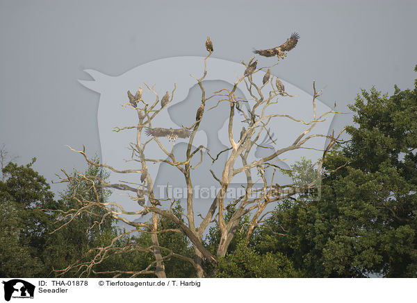 Seeadler / white-tailed eagle / THA-01878