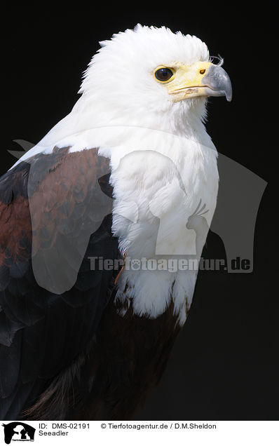 Seeadler / white-tailed eagle / DMS-02191