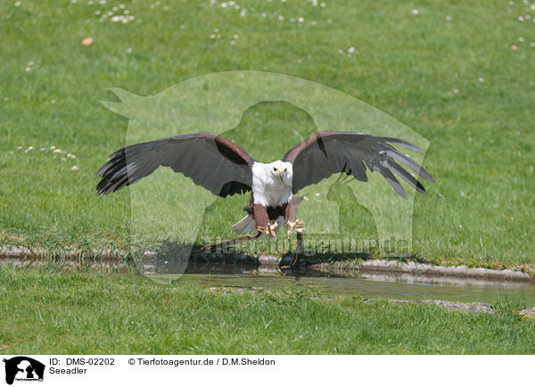 Seeadler / white-tailed eagle / DMS-02202