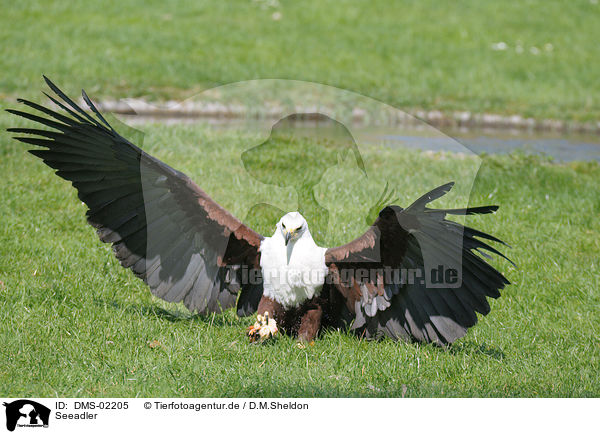 Seeadler / DMS-02205