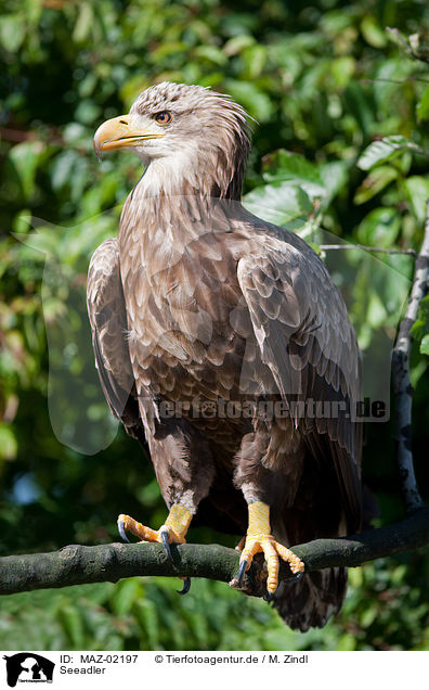 Seeadler / MAZ-02197