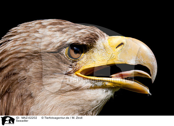 Seeadler / MAZ-02202