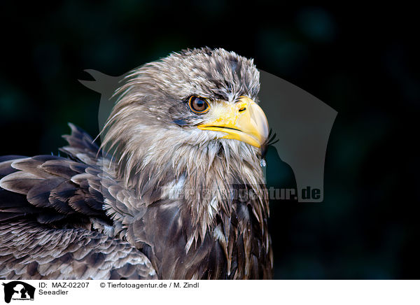 Seeadler / MAZ-02207