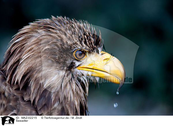 Seeadler / MAZ-02215