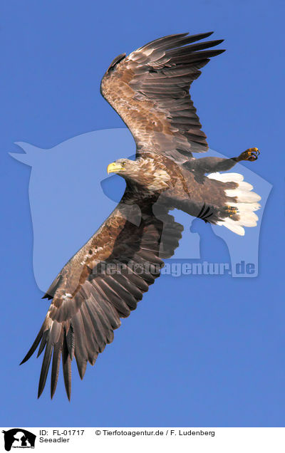 Seeadler / white-tailed sea eagle / FL-01717