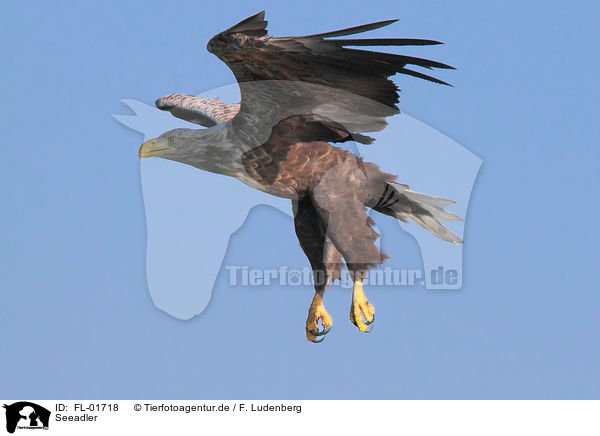 Seeadler / white-tailed sea eagle / FL-01718