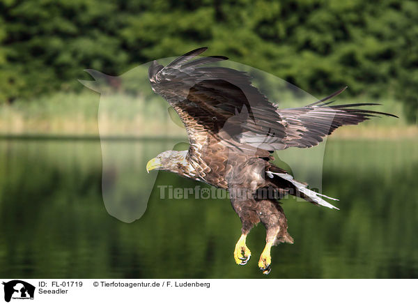 Seeadler / white-tailed sea eagle / FL-01719
