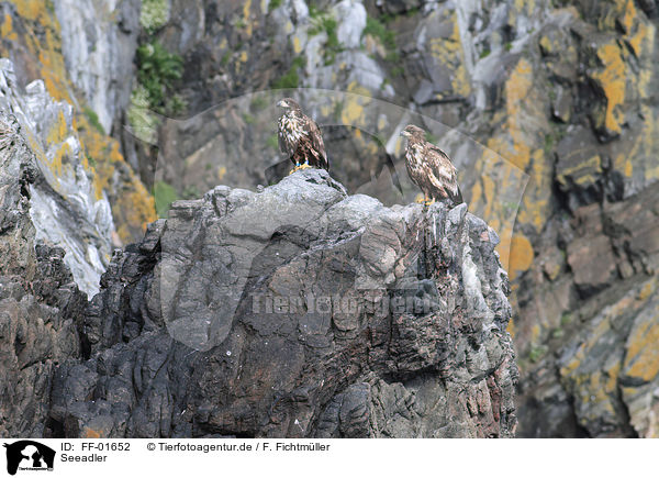 Seeadler / white-tailed sea eagles / FF-01652