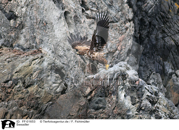 Seeadler / white-tailed sea eagle / FF-01653