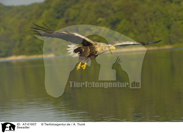 Seeadler / white-tailed sea eagle / AT-01607