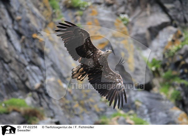Seeadler / white-tailed sea eagle / FF-02258