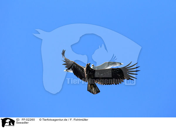 Seeadler / white-tailed sea eagle / FF-02260