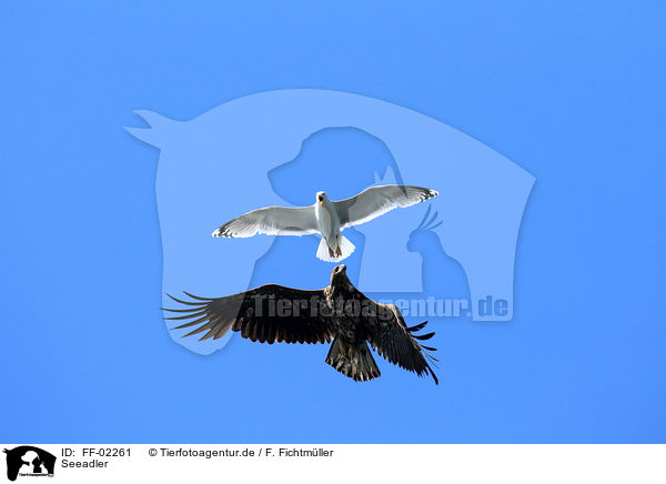 Seeadler / FF-02261