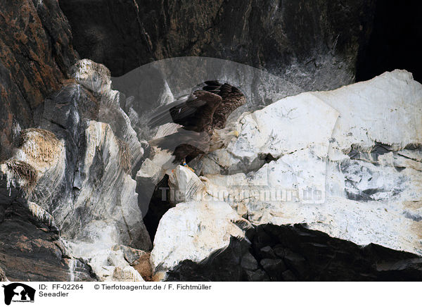 Seeadler / white-tailed sea eagle / FF-02264