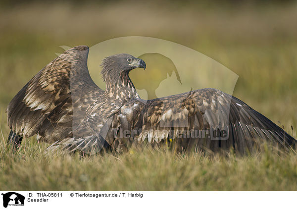 Seeadler / white-tailed sea eagle / THA-05811