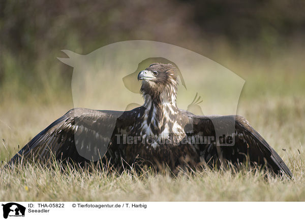 Seeadler / white-tailed sea eagle / THA-05822