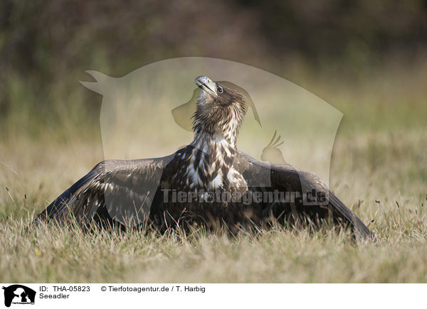 Seeadler / white-tailed sea eagle / THA-05823