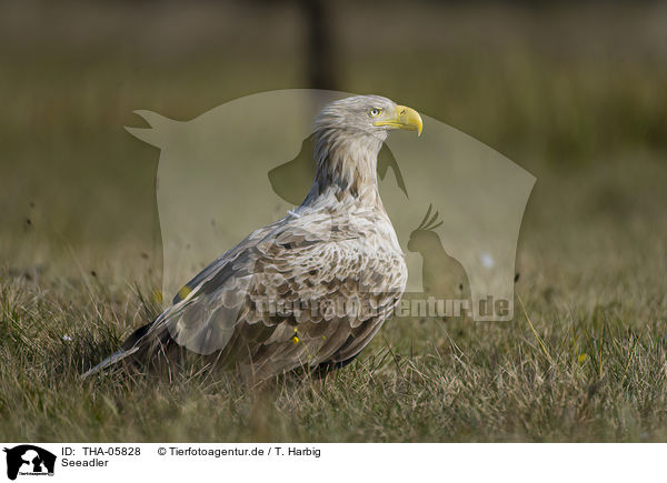 Seeadler / white-tailed sea eagle / THA-05828