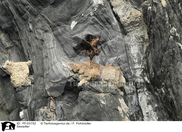 Seeadler / white-tailed sea eagle / FF-03152