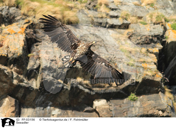 Seeadler / white-tailed sea eagle / FF-03156