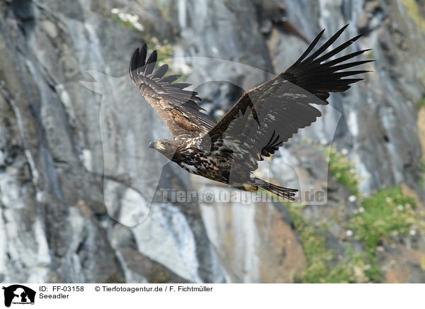 Seeadler / white-tailed sea eagle / FF-03158