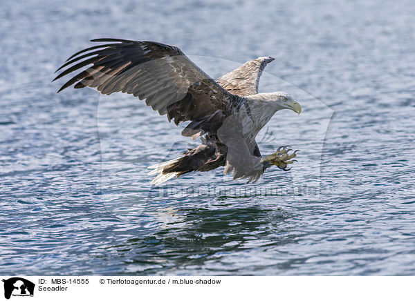 Seeadler / MBS-14555