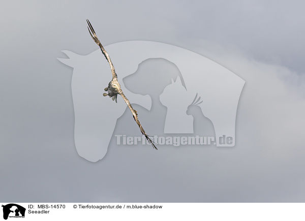 Seeadler / MBS-14570