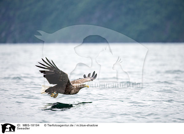 Seeadler / MBS-18194