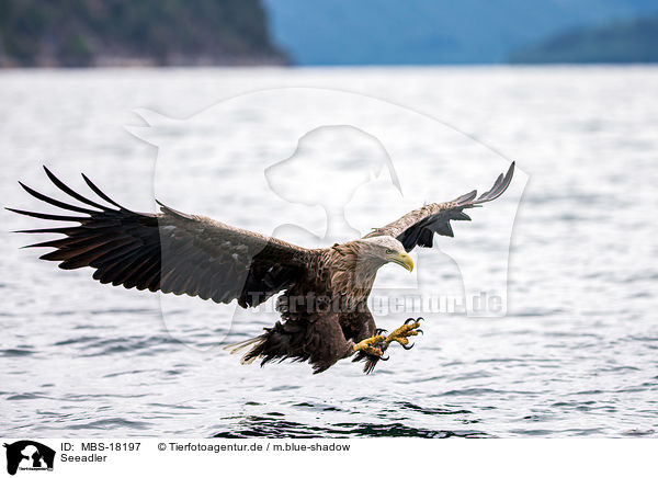 Seeadler / MBS-18197