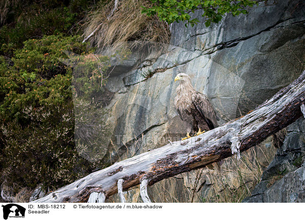 Seeadler / white-tailed sea eagle / MBS-18212
