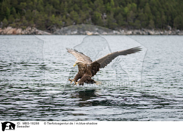 Seeadler / white-tailed sea eagle / MBS-18288
