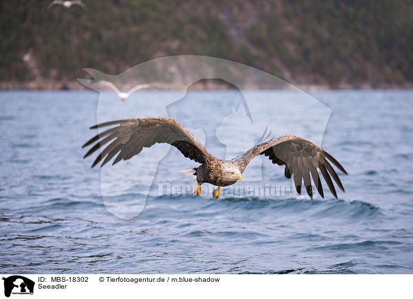 Seeadler / white-tailed sea eagle / MBS-18302