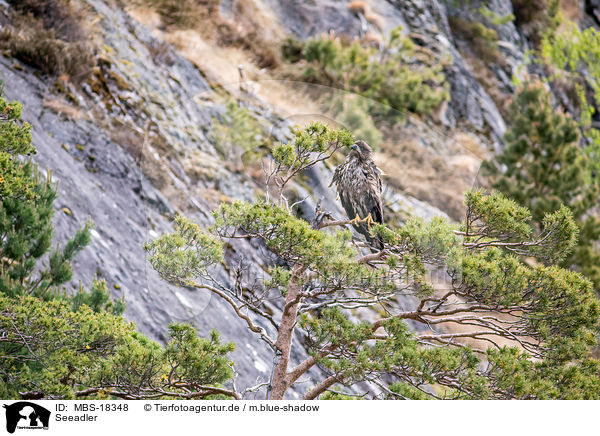 Seeadler / white-tailed sea eagle / MBS-18348