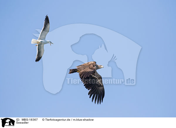 Seeadler / MBS-18367