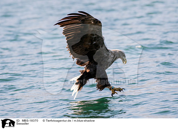 Seeadler / white-tailed sea eagle / MBS-18370