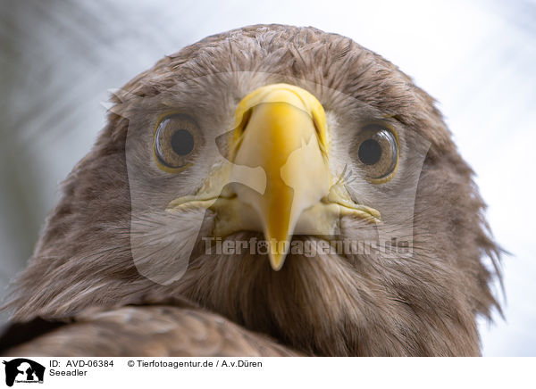 Seeadler / white-tailed eagle / AVD-06384