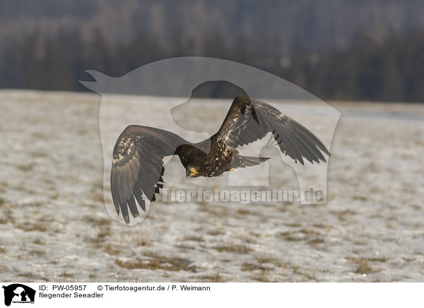 fliegender Seeadler / flying white-tailed eagle / PW-05957
