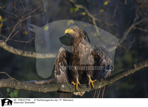 sitzender Seeadler / sitting White-tailed Sea Eagle / PW-07759