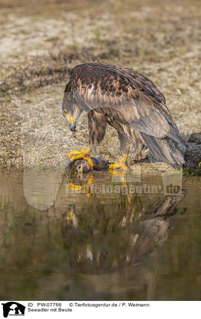 Seeadler mit Beute / White-tailed Sea Eagle with prey / PW-07766