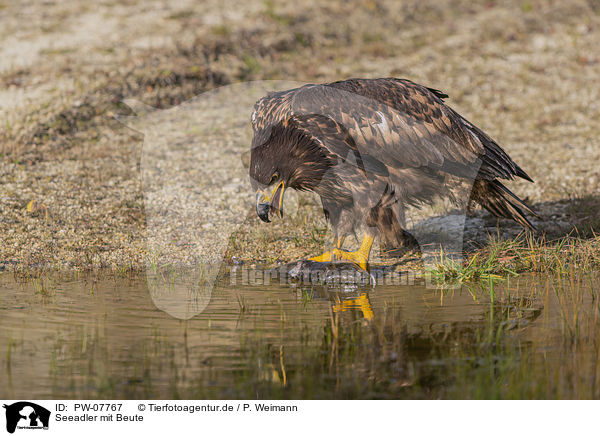 Seeadler mit Beute / White-tailed Sea Eagle with prey / PW-07767