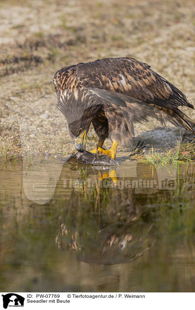 Seeadler mit Beute / White-tailed Sea Eagle with prey / PW-07769