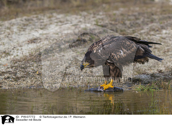 Seeadler mit Beute / White-tailed Sea Eagle with prey / PW-07772