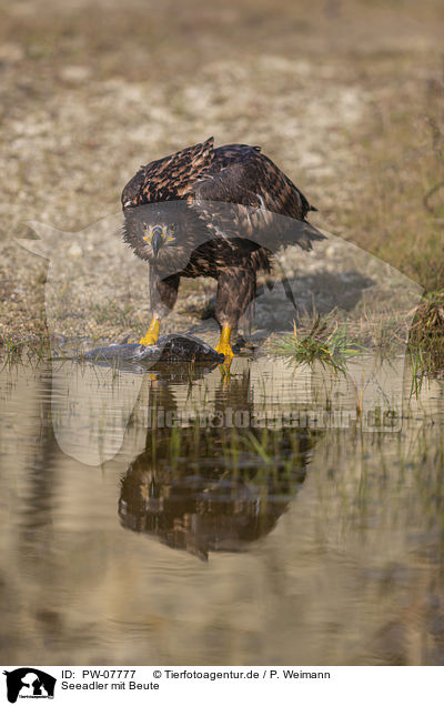 Seeadler mit Beute / White-tailed Sea Eagle with prey / PW-07777