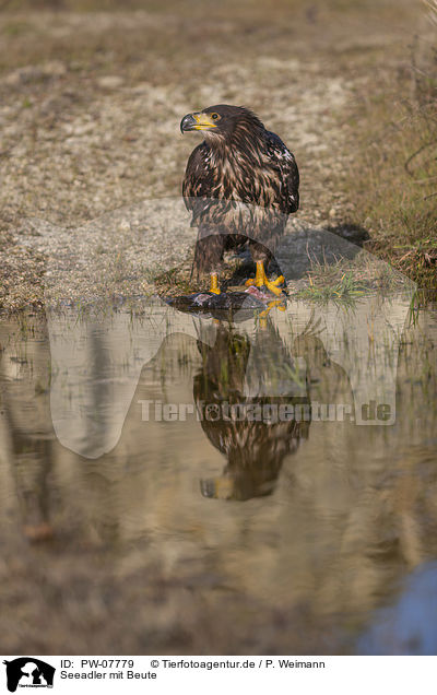 Seeadler mit Beute / White-tailed Sea Eagle with prey / PW-07779