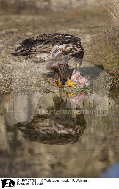 Seeadler mit Beute / PW-07783