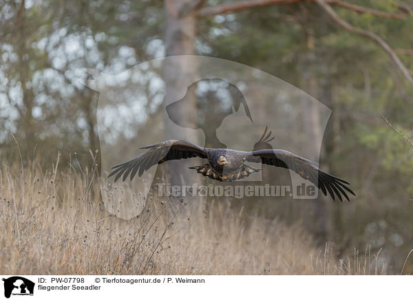 fliegender Seeadler / flying White-tailed Sea Eagle / PW-07798